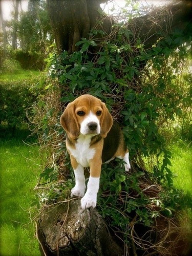 Cachorro Beagle Perrito Begle Puppy Cachorrito