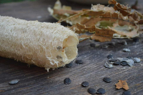 Semillas De Esponja Vegetal Luffa Organicas, La Plata
