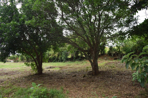 Imagen 6 de 14 de Lote Plano De 878 M2, 400m Al Este Del Lagar En San Isidro