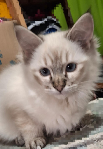Ragdoll Hembritas