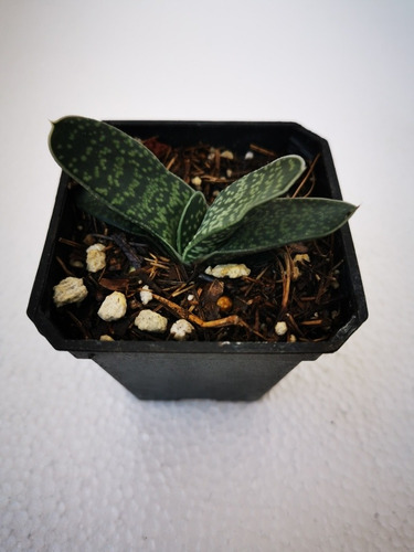 Suculenta Gasteria Maculata 15 Pzas
