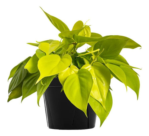 Philodendron Cordatum Limon | Planta Colgante