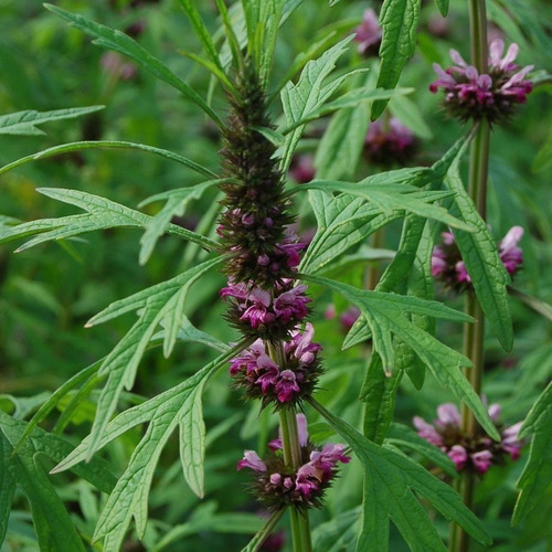 Semillas Hierba Medicinal Agripalma Leonurus Sibiricus