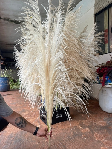 Capim Dos Pampas Brancos Premium. Kit Com 10 Hastes Raro