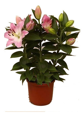 Planta Lilium Pirenaicum