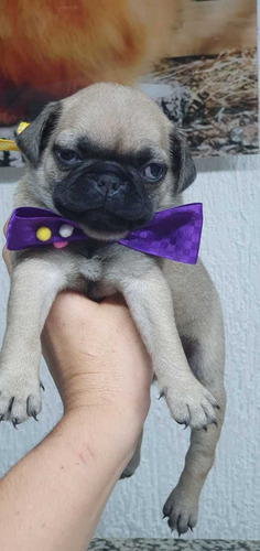 Bonitos Pug Cachorros Hermosos