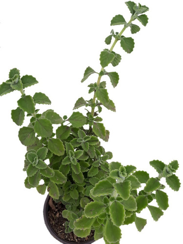 3 Macetas De 6 PuLG Con Vaporub Planta Alivia Medicinal