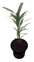 Comprar Quebra Macumba Quebra Demanda 1 Muda- Abre Caminho + Vaso