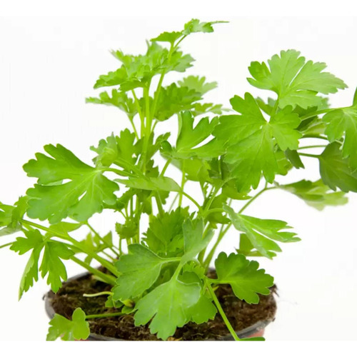 Sementes De Salsa Lisa (50g) Topseed
