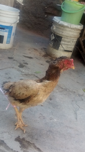 Gallina Sil Rahaj Pura