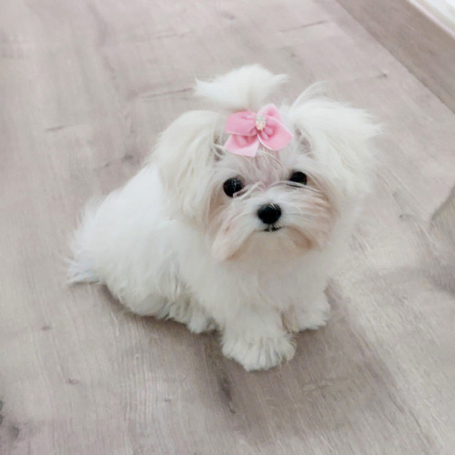 Cachorro Bichon Maltes Hembra Raza Hipoalergénica