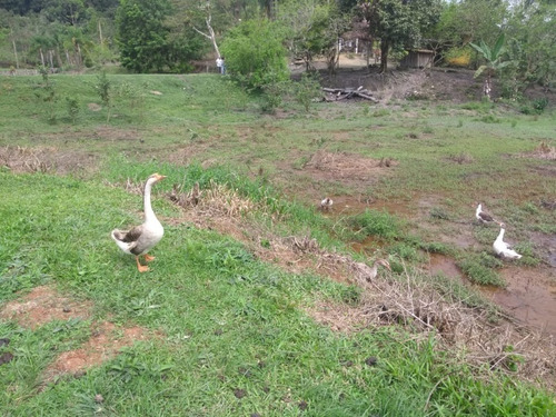Imagem 15 de 30 de Sitio No Juquiá - St00024