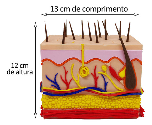 Pele 3d Ampliada Vasos Nervos Gordura Modelo Anatomia