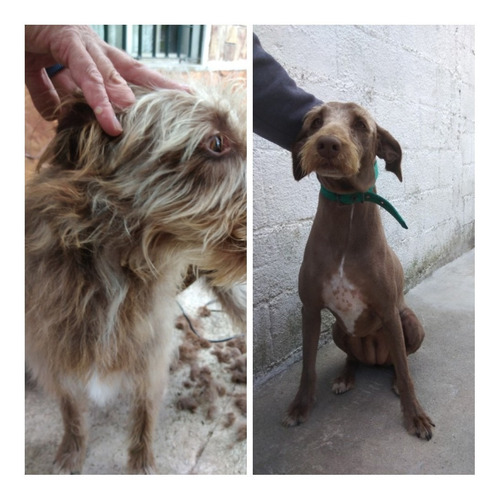 Imagen 7 de 10 de Peluqueria Canina Esquilas