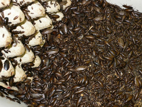 Imagen 1 de 1 de Cucaracha Lobster - Alimento Vivo - Insectos
