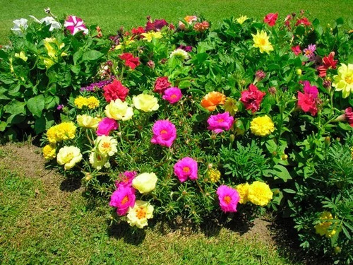 1200 Sementes Flor Onze Horas +pronta Entrega Frete Gratis