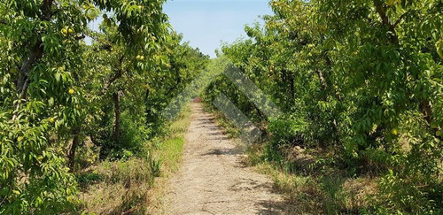 Agrícola En Venta En Santa María