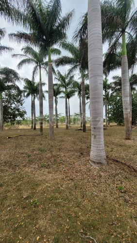 Rancho En Venta En Kinchil Yucatán