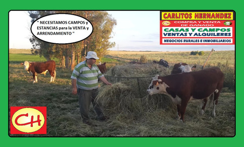 En Rivera Necesitamos Campos Par Arrendar Se Ofrece Garantia