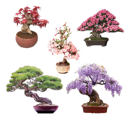 Semillas De Arbol Bonsai 5 Tipos, Semillas De Glicina, Semil