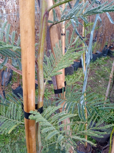 Imagen 7 de 10 de Acacia Dealbata / Aromo Francés - E.gratis Cabaygba