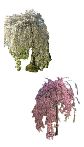 2 Cerezos Llorones Grandes Rosa Y Blanco 1.80 M
