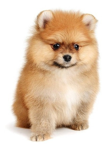 Pomerania Cachorrito Dog Disponible Puppy