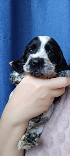 Hermosos Cocker Spaniel Puros Madre Con Pedigree