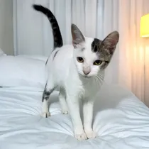 Comprar Gato Blanco Manchado En Adopcion Responsable Blanco