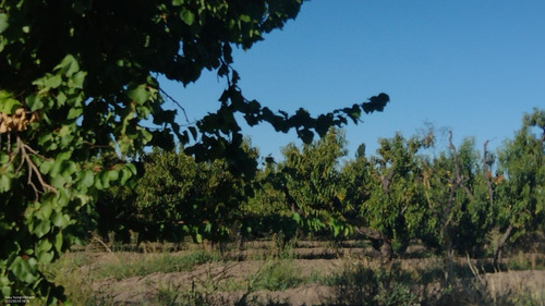 Imagen 8 de 14 de Vendo Finca Cañada Seca San Rafael Mendoza