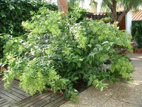 1 Muda De Dama Da Noite, Coerana - Cestrum Nocturnum - 50cm