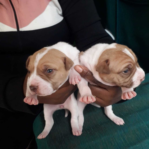 Imagem 3 de 5 de Vendo Filhotes De Pit Bull Monster