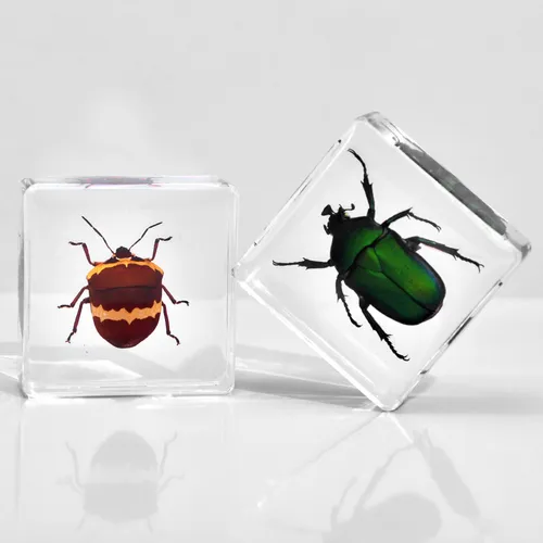 Insectos Artesanales De Resina Con Forma De Escarabajo, Arañ