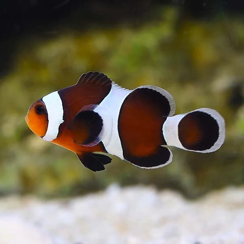 Pez Payaso Ocellaris Marinos Acuario Pecera Nemo Reef (s)