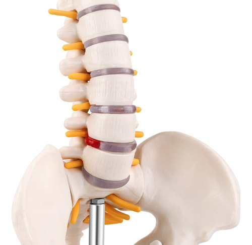 Un Modelo Anatómico Del Esqueleto De La Columna Vertebral Mé
