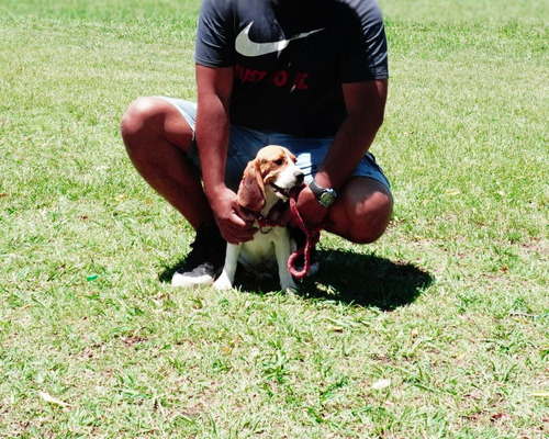 Cachorro Beagle Tricolor Macho Fca 13 Mini Enano! Leer Todo