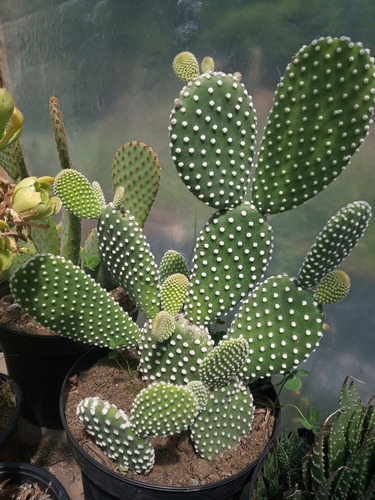 Planta Cactus Opuntia, Alas De Ángel, Orejas De Conejo Nopal