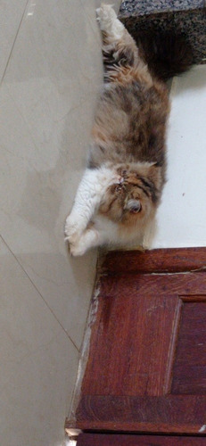Persa