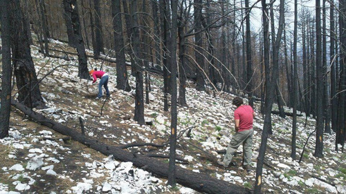Apoya Tu Bosque Local Donativo Para Reforestacion