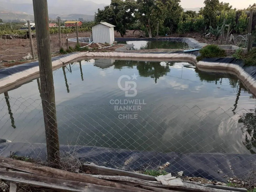 Parcela La Cruz Inversión Paltos En Proceso Productivo