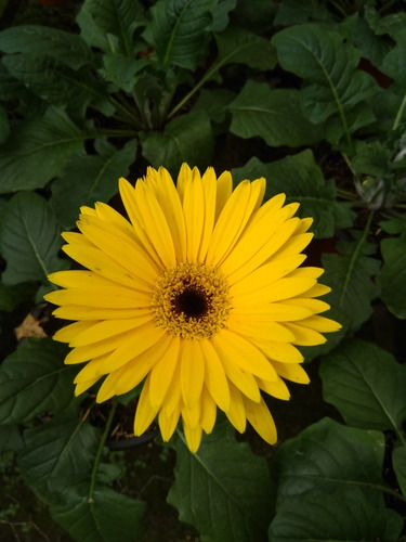 Gerberas (margarita Africana) | MercadoLibre