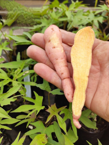 10 Mudas Batata Doce Polpa Amarela Dourada Beauregard
