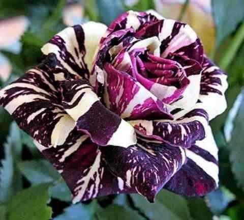 60 Sementes Rosas Do Deserto E Raras P Mudas Frete Gratis