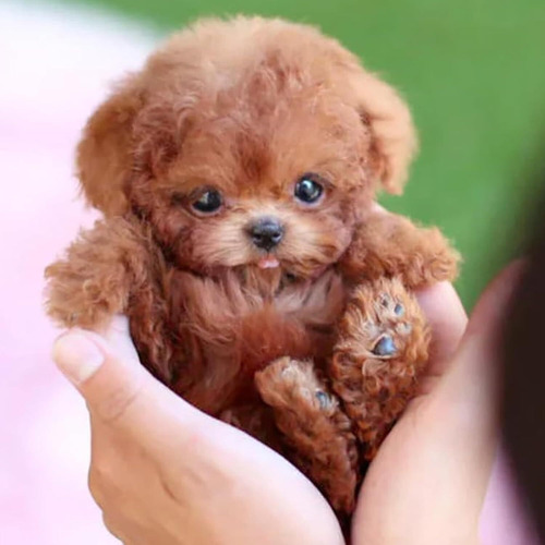 Milow Robot Puppy, Milow - My Realistic Robot Puppy
