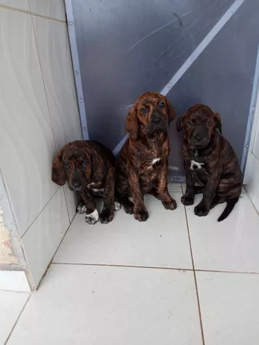 Filhotes de Fila Brasileiro Gigante pura linhagem