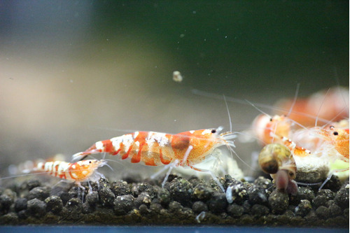 Camarón De Acuario Caridina Red Tibee