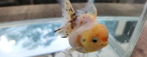 Pez Oranda Cabeza De Leon .5 Calico 2 Gris