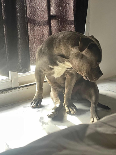 American Bully Blue Pocket - Servicio De Monta