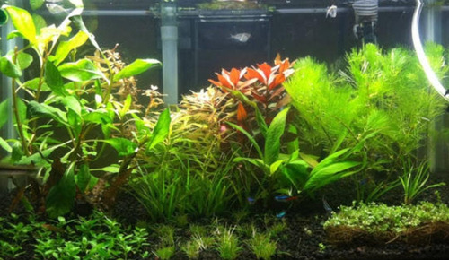 2 Abonos Micronutrientes De 60 Ml ,para Acuario Plantado.