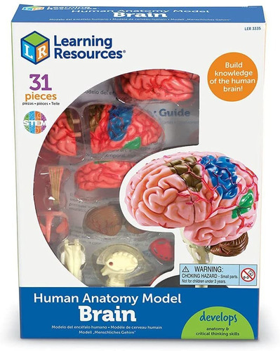 Modelo Del Cerebro Humano Para Niños Stem